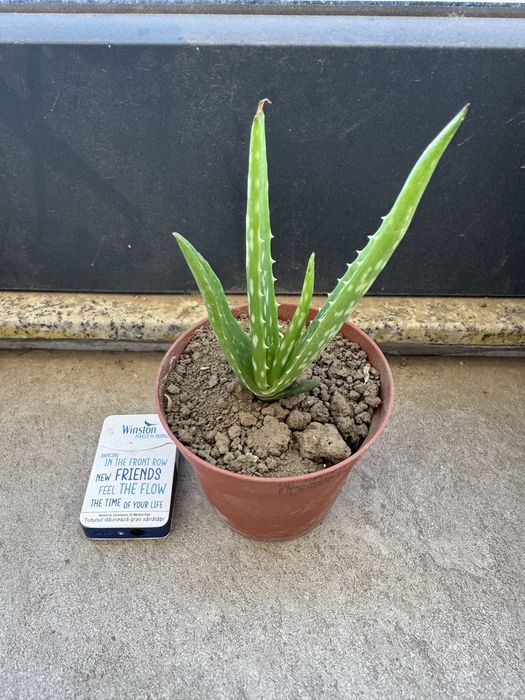 Vand aloe vera ! diferite marimi ! Flori ideal ! Floare ghiveci