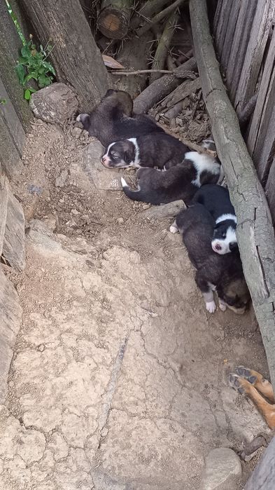 Căței frumoși pentru adopție