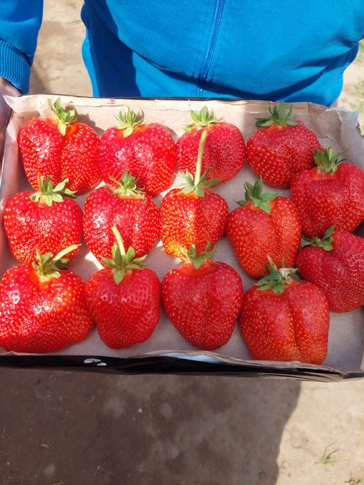 Клубника Даринское отборные