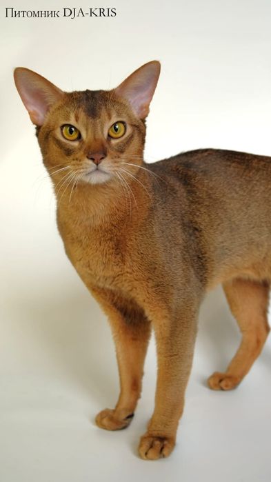 Абиссинский кот на вязку