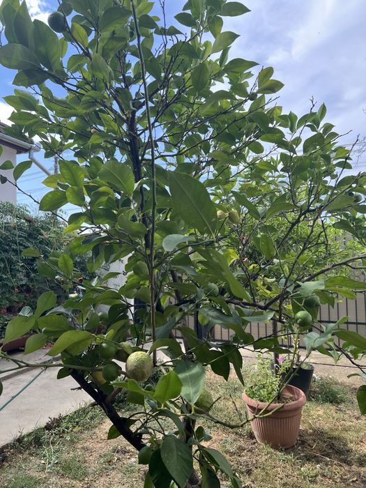 Lămâi altoit, 15+ ani, cultivat bio — de vânzare