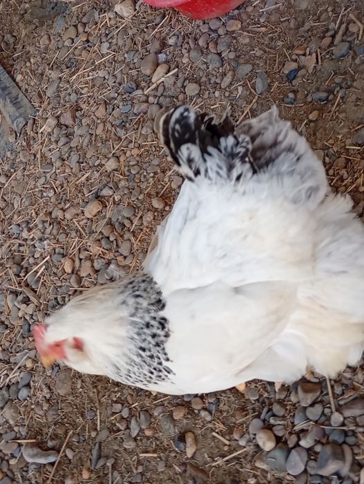 Brama tovuqlar soglom sotiladi