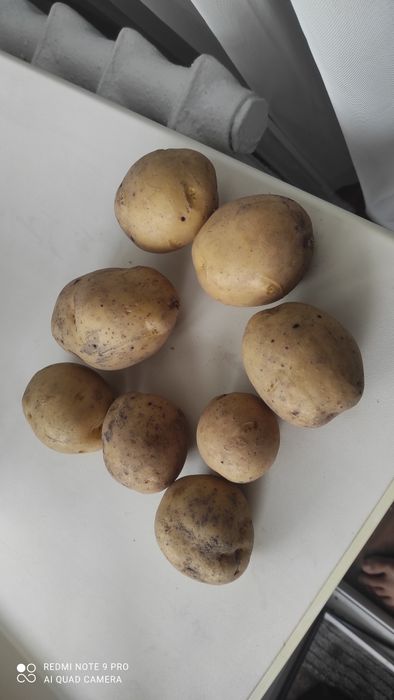 Продаю домашнюю картошку