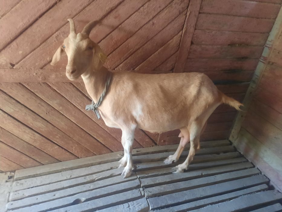 Заанен тұқымды ешкілер, лақтар сатылады