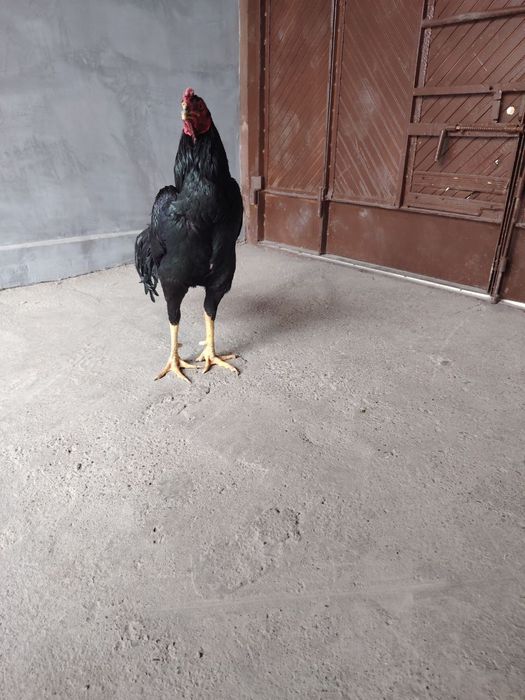 Dakan xorozlar sotiladi