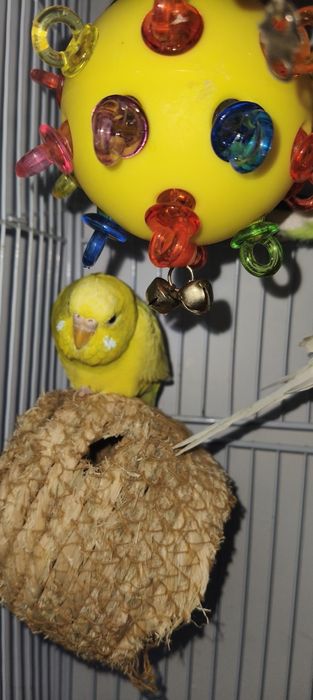 Волнистый Попугай. И неразлучки