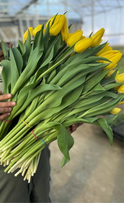 Тюльпаны Экстра+ оптом