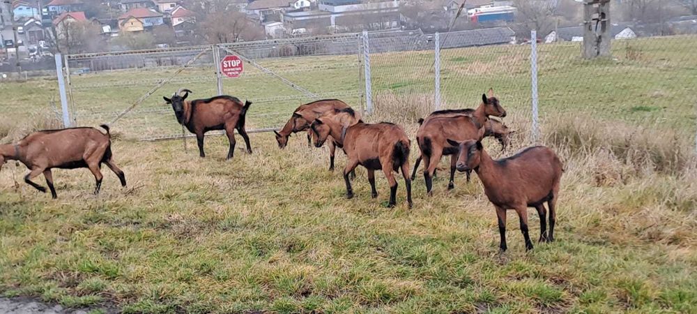 Vand capre bune de lapte