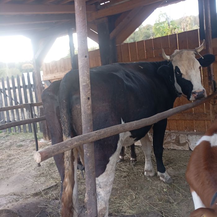 Vând vacă în vârstă de 5 ani cu vițel .