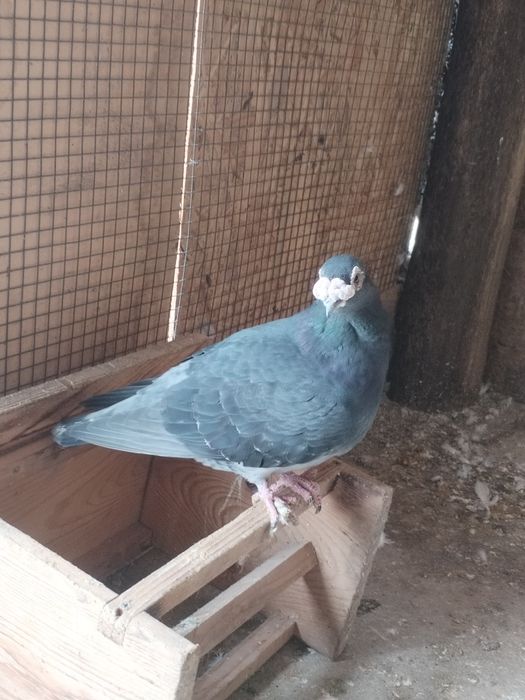 Porumbei voiajori culori rare