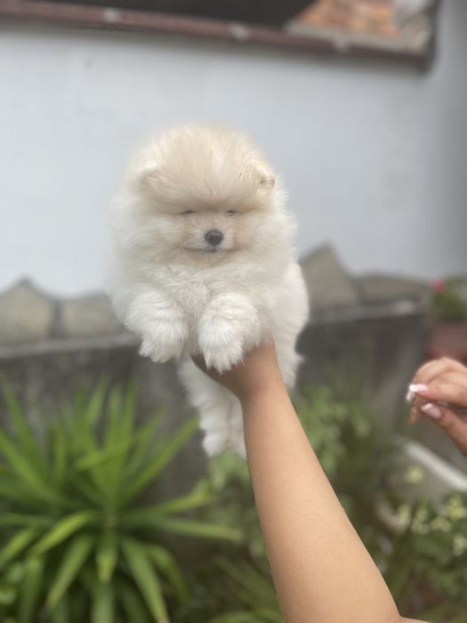 Померанн мини