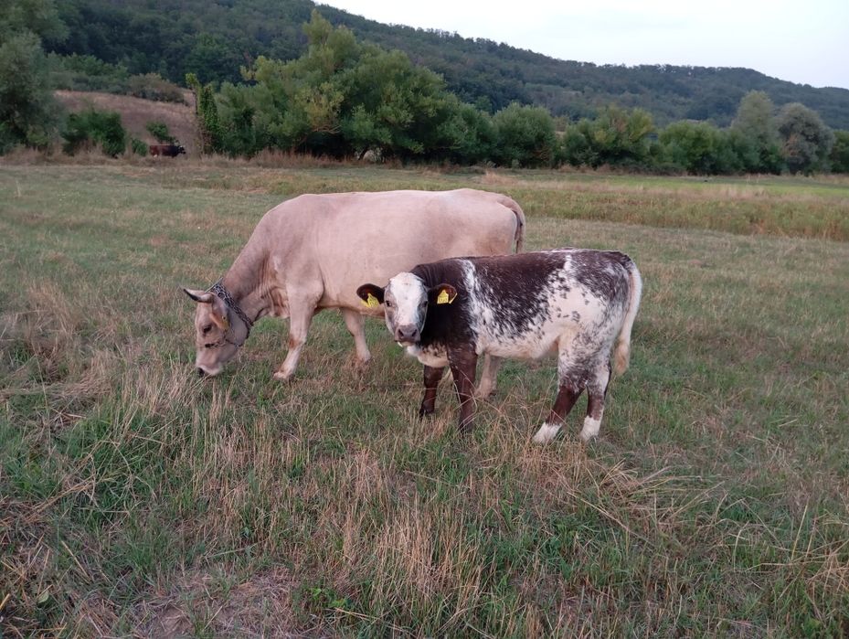 Vaca  cu  vitea .