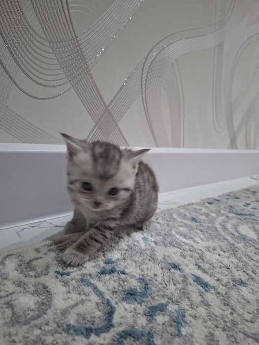 Продам британских котят