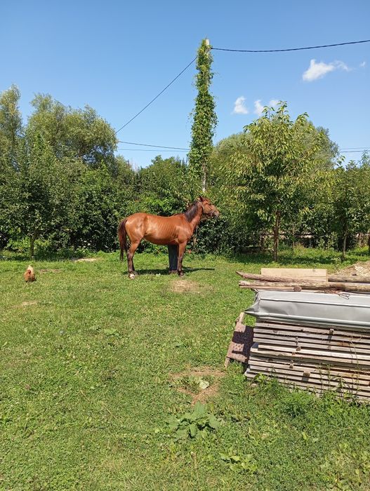 Vând iapă 5ani gestantă