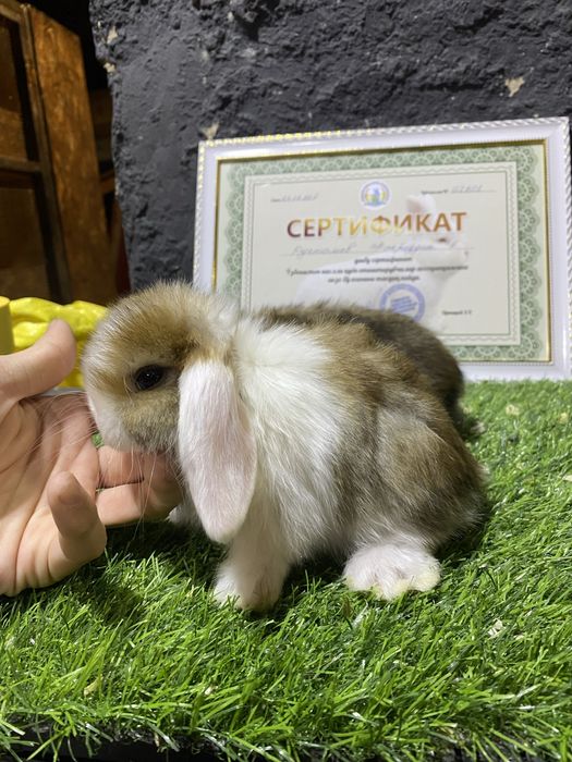 Прдарок на новый год карликовые кролики