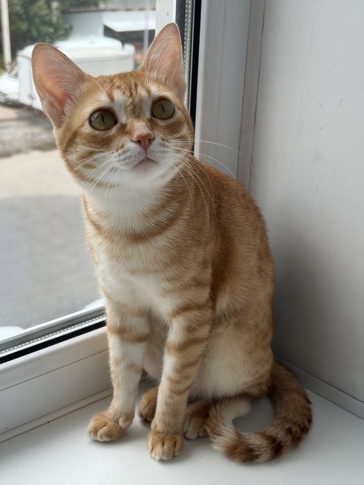 Отдам котика в добрые руки
