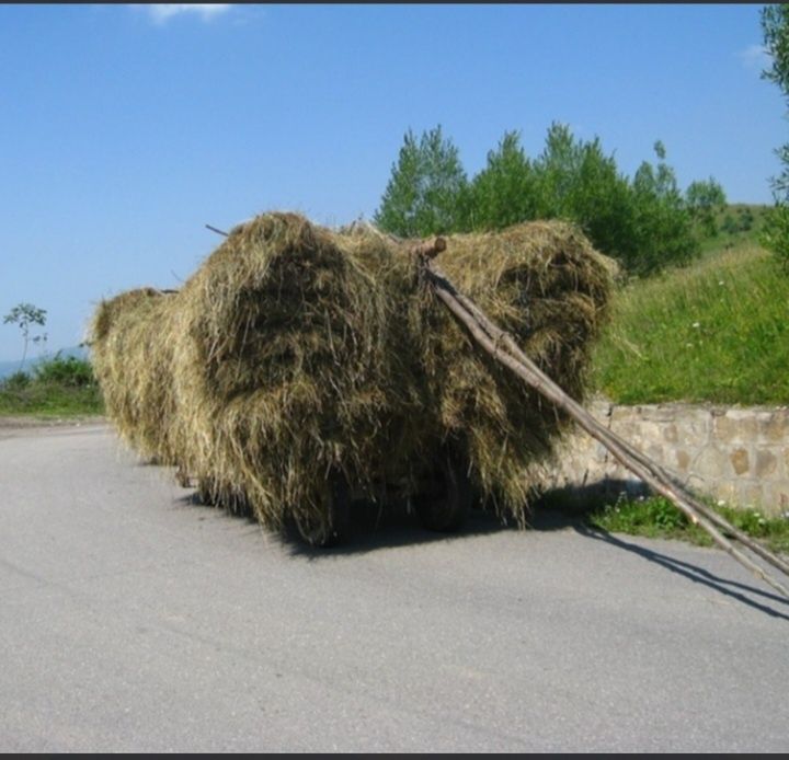 Fan amestecat cu lucerna 2025