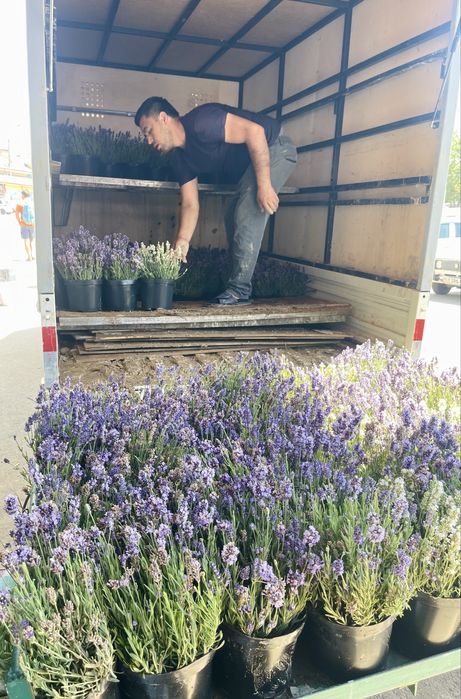 Саженцы лаванды в продаже