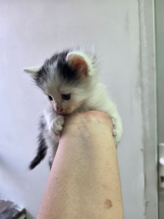 Отдам котят в хорошие руки