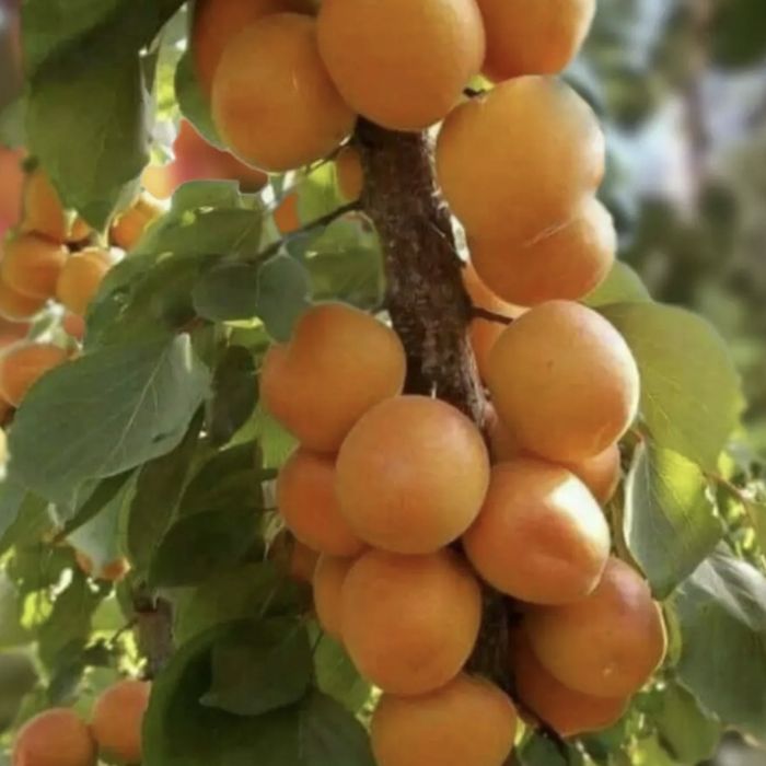 Pomi Fructiferi Columnari CAIS