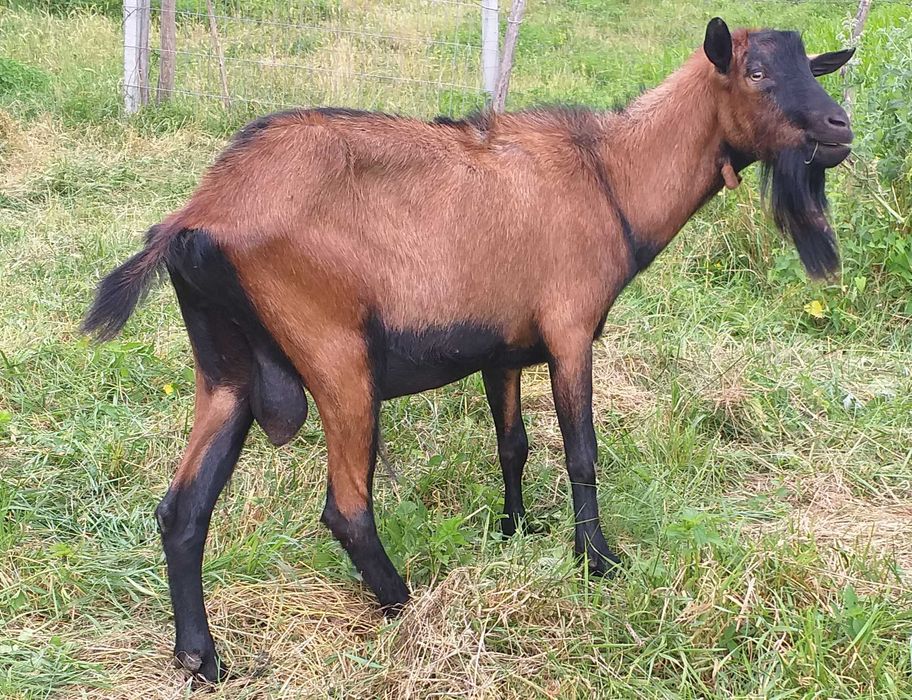 Tap alpin francez 2,5 ani
