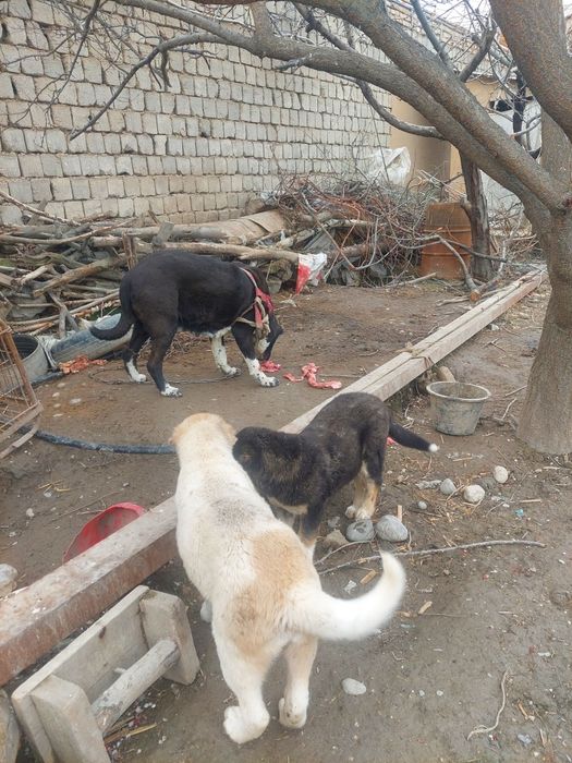 Кавкаский алабай