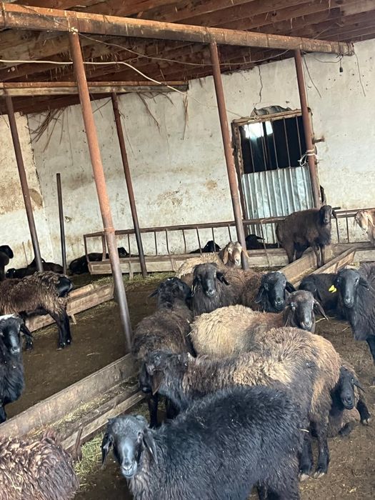 Козы кошкар,бараны,қозы қошқарлар
