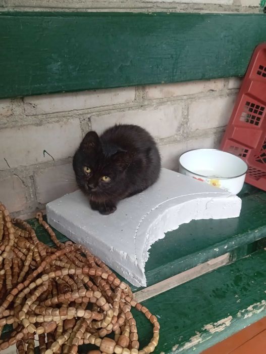 Отдам котенка пол кот
