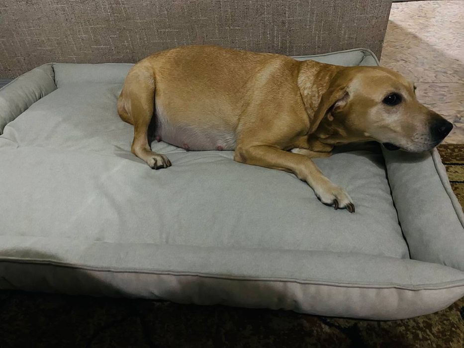 Лежанка для больших и маленьких на заказ