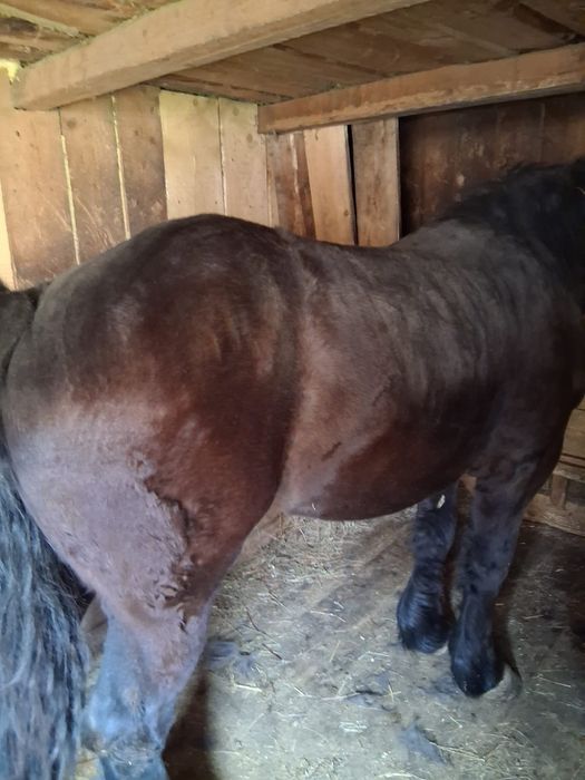 De vânzare mânză!