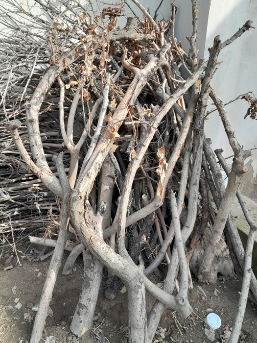 Отин Курук, келиштирилади