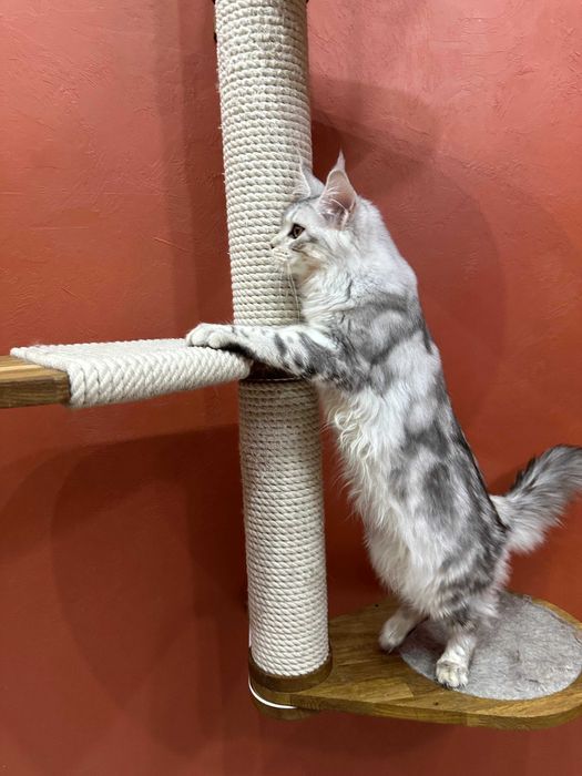 Чудесная девочка Mainemarie Aviva