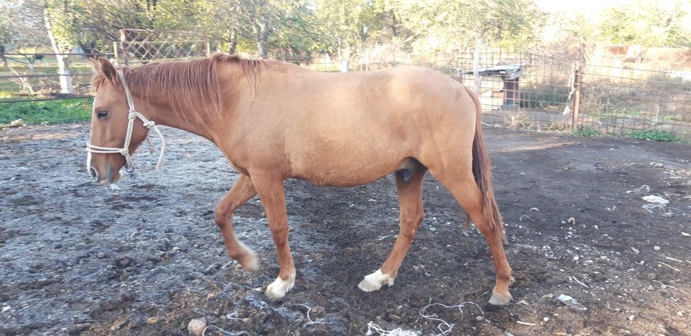 Лощадь (Байтал)  кунан