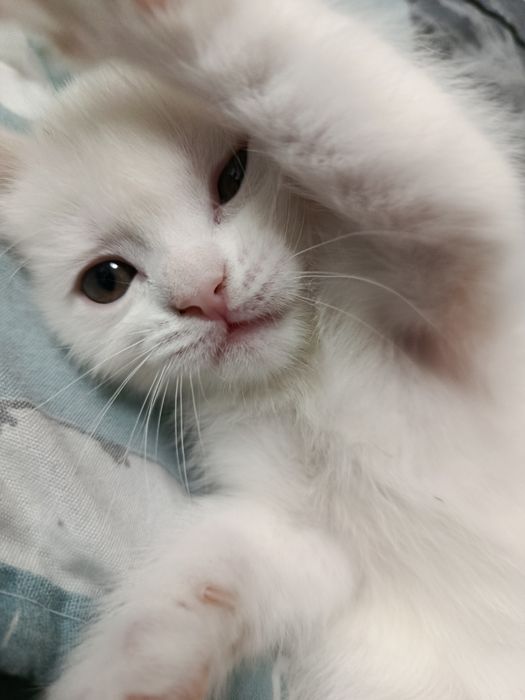 Скоттиш Страйт девочка