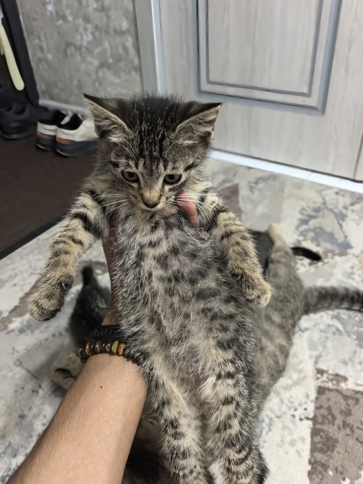 Отдам даром котят в добрые руки. 2 месяца. Доставка по Ташкенту