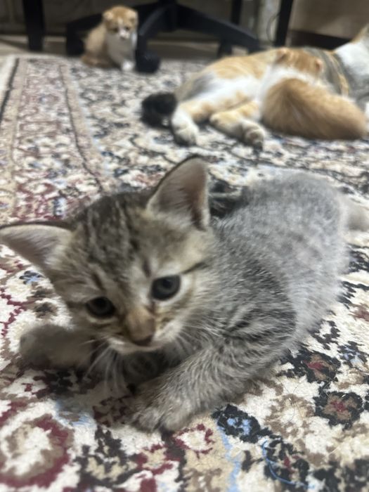 котята  мальчик девочка