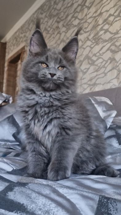 Мейн-куны котята.