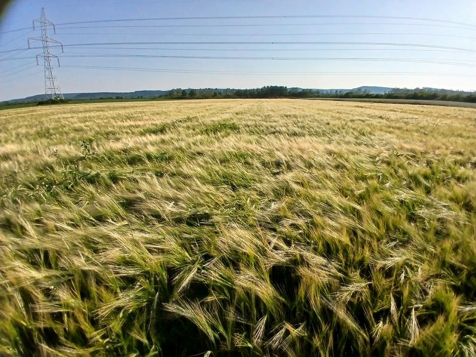 Orzoaică de primăvară mariola c1