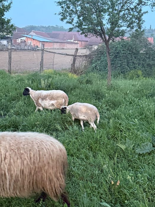 Berbecuti Dorper de vanzare