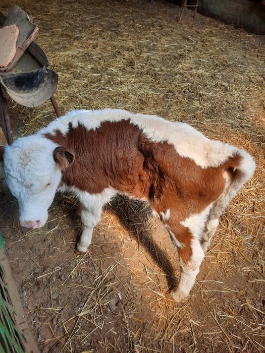 Продам тёлочку бычка