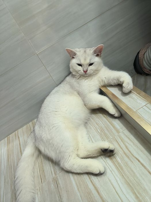 Продается кошка, серебристая шиншилла