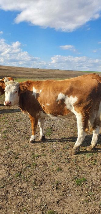 De vanzare juninci / vitele gestante