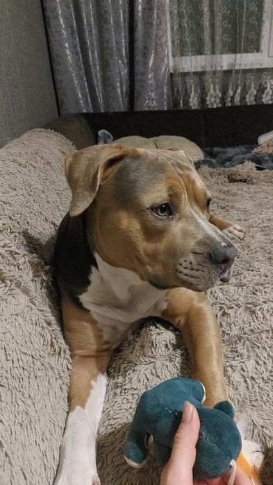 Стаффордширский терьер триколор