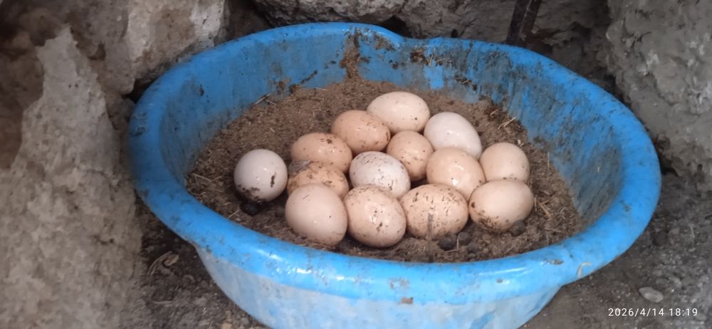 Жумыртка Яи́цо свежие