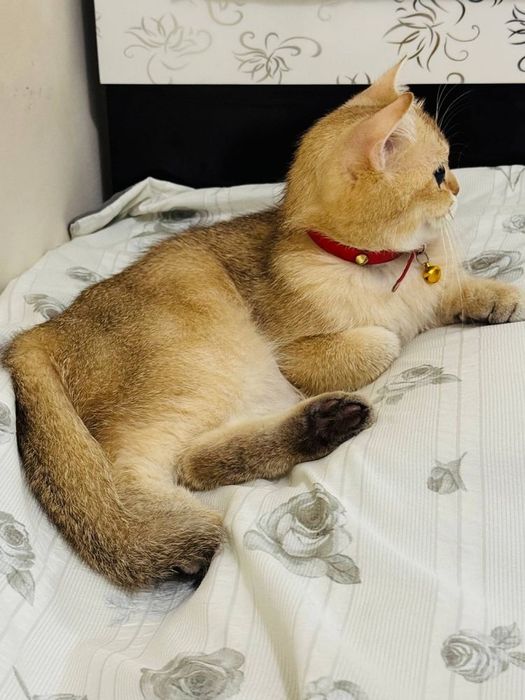 Шиншила мушуги, Кошка шиншила