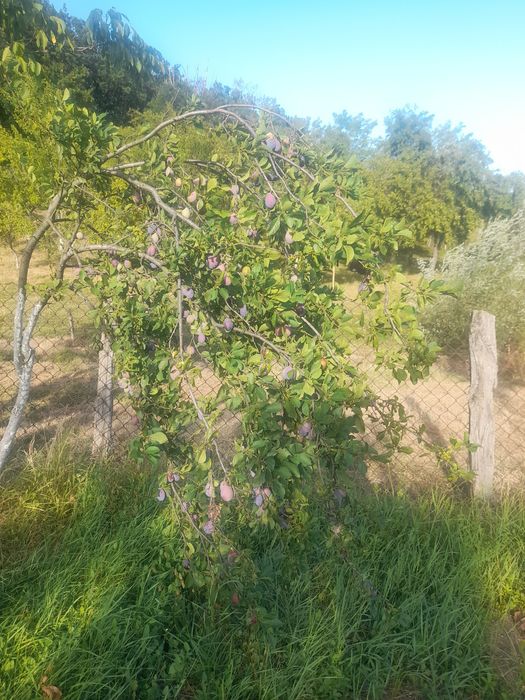 Prune de vinzare
