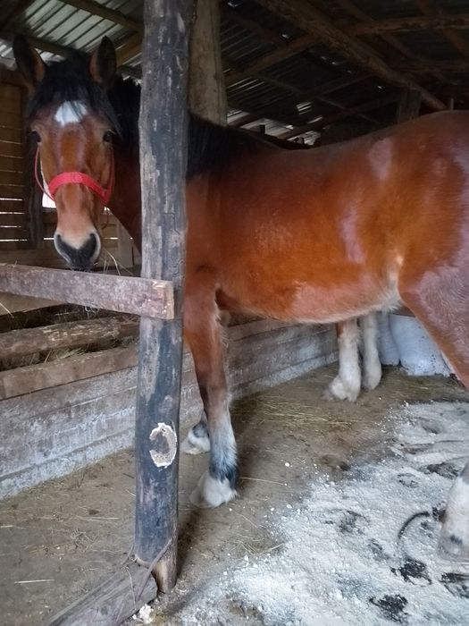 Mânză murgă de vânzare