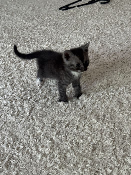 Котята ищут дом,очень ласковые