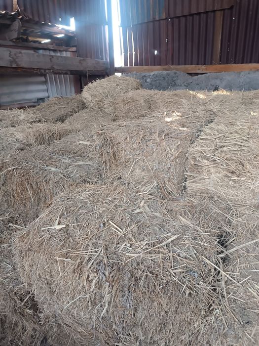 Продам сено в тюках Люцерна