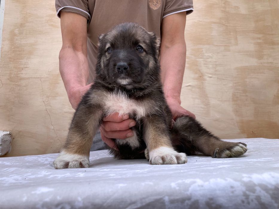 Щенок кафказского Алабая ( чистокровный )